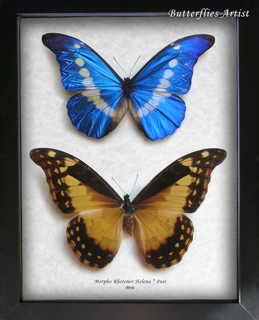 標本 Peru Morpho helena 143mm very big BicBugs Morpho helena blue white butterfly Peru
