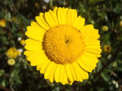 250+ Yellow Daisy Chrysanthemum Multicaule Flower Seeds - Mini Marguerite Blooms, USA Grown