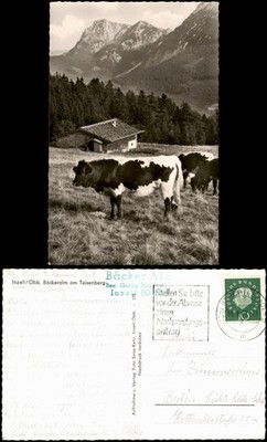 Inzell / Obb. Bäckeralm am Teisenberg; cow, panoramic mountains 1960