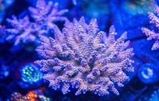 BC Bubblebath Unicorn  Coral Frag SPS Zoa LPS Paly Polyps