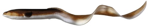 Savage Gear New 3D Real Eel 15 20 30 40 cm Regular, PHP & 2025 Farben Loose Body - Bild 21 von 25