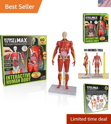 14-Inch Removable Muscle & Bone Anatomy Model - Perfect Educational Toy for Kids