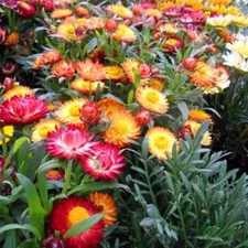 STRAWFLOWER STRAW 20 FRESH FLOWER SEEDS FREE USA SHIPPING