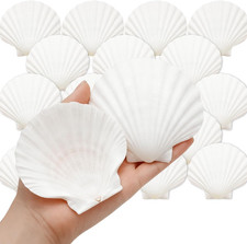 Large Scallop Shells, 30 PCS, 3.5-4 Inch for Home Decor Natural White Color; D