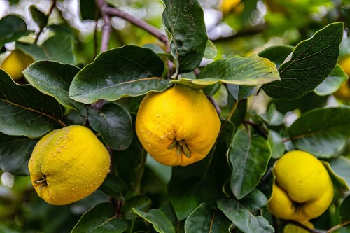 3 live cuttings - quince (cydonia oblonga)