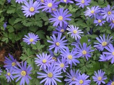 30 x ANEMONE Blanda BLUE - Perennial Garden Plant Bulbs