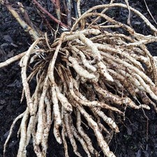 100+ Skirret seeds (Sium sisarum) medieval perennial permaculture root vegetable