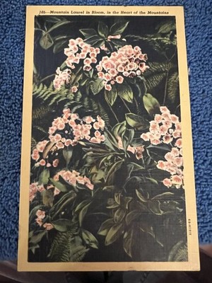 Mountain Laurel in Bloom in Heart of Mountains Postcard*** Lot P 82***