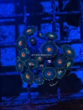 CE- WYSIWYG Gorilla Nipple Zoa Zoanthid Frag Live Coral LPS SPS #R1GJ9