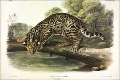 Ocelot, or Leopard Cat by John James Audubon Vintage Illustration Art Poster
