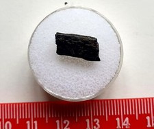 Fossil Fisches Kiefer - Oligozän - Fort Victoria, Isle of Wight - 1,4cm