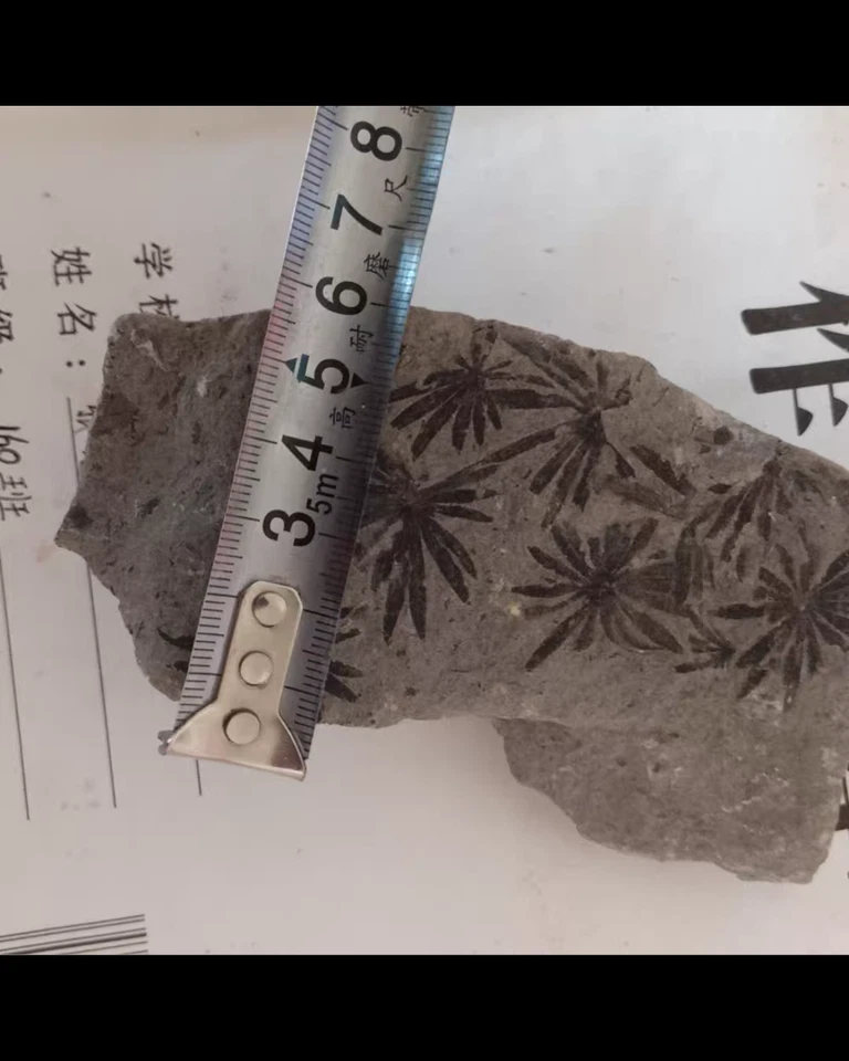 Fossil of whorled plants Natural Devonian prehistoric Jurassic biota Fossils - Image 2 of 4