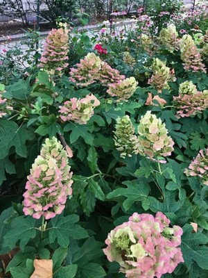 Eichenblatt-Hortensie 'Ruby Slippers' | Hydrangea quercifolia 'Ruby Slippers'