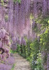 Foto 7 di 10