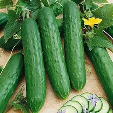 Saladmore Bush Hybrid Cucumber Seeds - A Container Cuke for All Climates!(25 - S