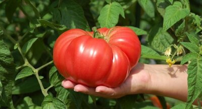 Tomato seёds, 1000 tomato Monomakh Hat seёds,organic rare heirloom SW869+TRACK  