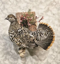 Alaskan Hen Spruce Grouse pheasant Taxidermy Bird Art