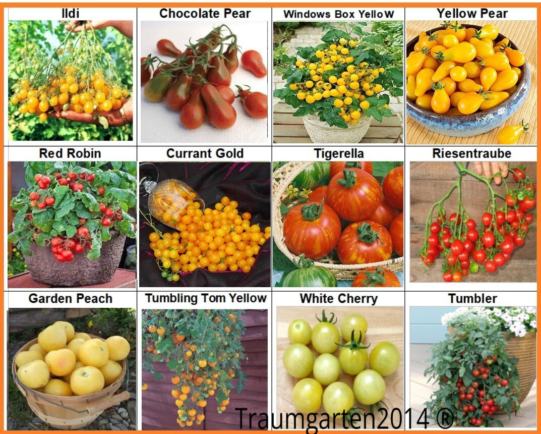 Juego de tomate 3: Cherry cóctel mezcla de tomates ideal para semillas de balcón y terraza