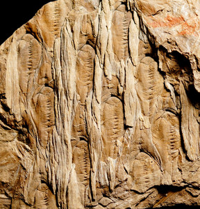 Rare detailed Carboniferous fossil plant lycopod Lepidodendron serpentigerum