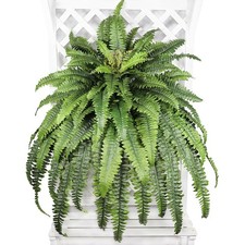 Artificial Boston Fern Large 68" Silk Fake Outdoor Green Plant Decor