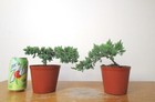 2 Dwarf Japanese Juniper for beginner friendly shohin mame bonsai tree