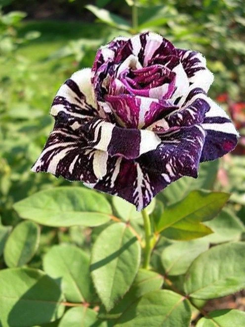 100 Rare Black Dragon Rose Seeds Exotic Rare Dragon Rose Flower