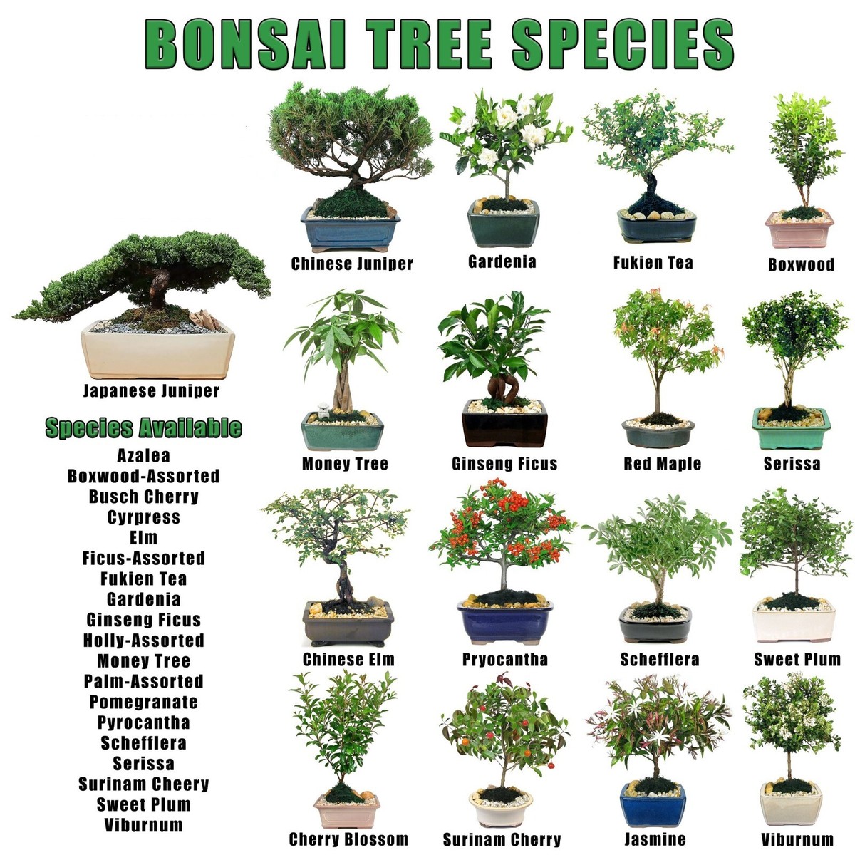 Bonsai Bonanza (Garden Tree) - Assorted LARGE LIST (choose) From 30 seeds |  eBay