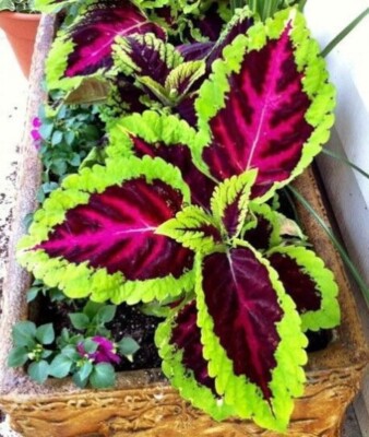 10 Kong Rose Coleus Pelleted Seeds, Indoor Shade Plant