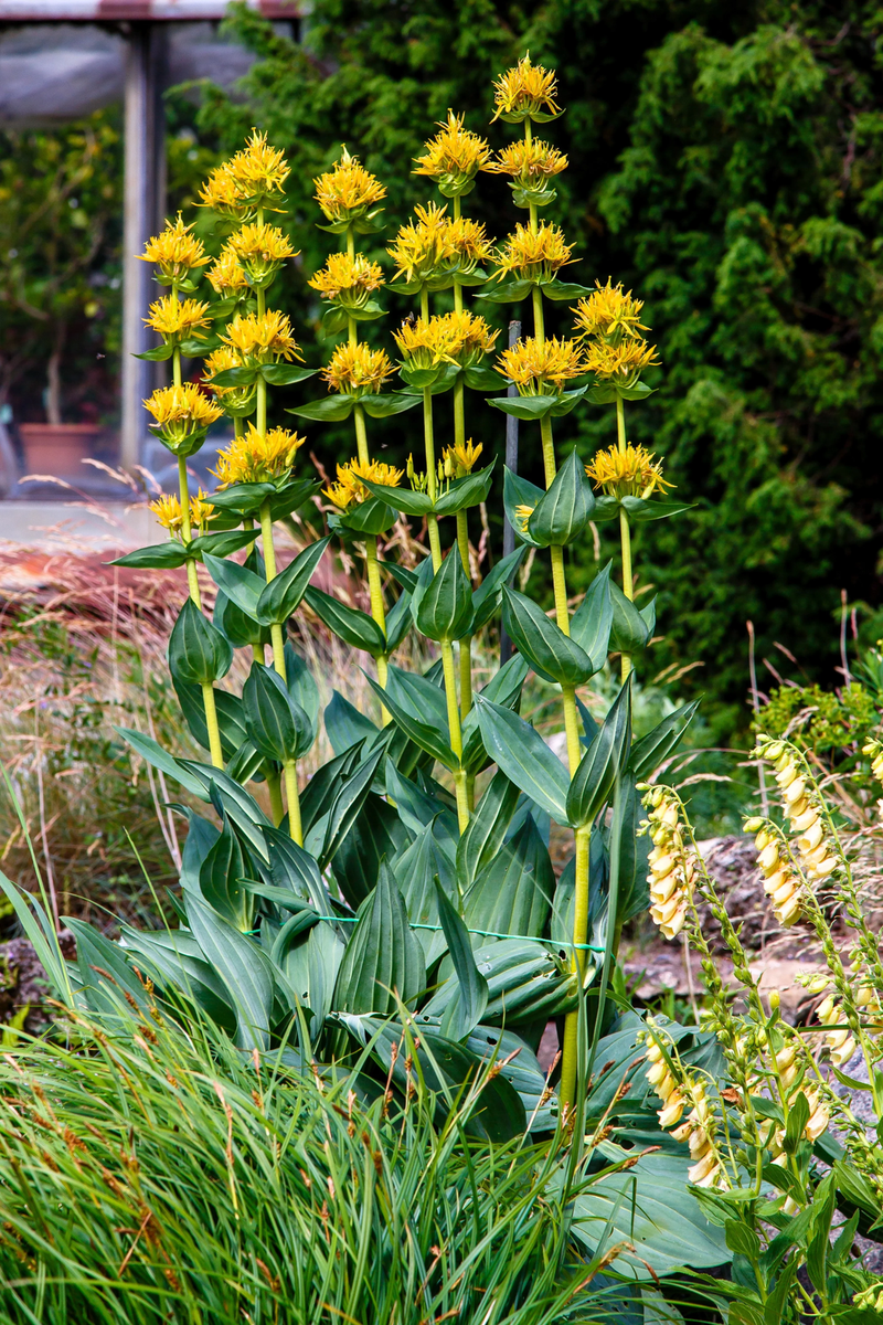 30 GREAT YELLOW GENTIAN Gentiana Lutea Herb Flower Seeds | eBay