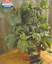 Cucumber Salad Bush    100 seeds