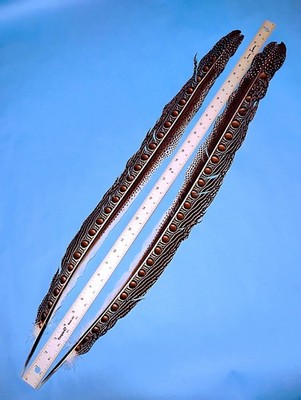 Great Argus Secondary Wing feathers for fly tying or decor