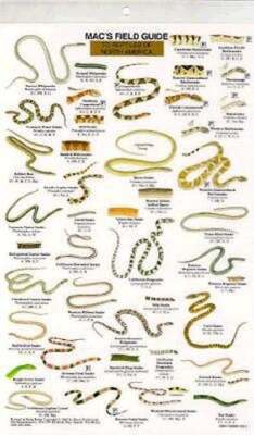 Mac's Field Guides: North American Reptiles by Craig Macgowan: New