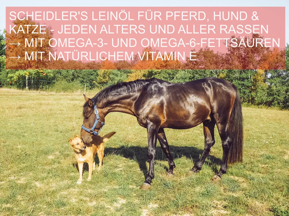 horse-direkt Leinöl 2x5 Liter - garantierte erste Kaltpressung - Pferd und Hund - Bild 4 von 4