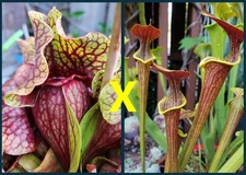 2025 SARRACENIA SEEDS: FAT ORNATE PURPUREA X WASP (FLAVA X ALATA) [CP SEED]