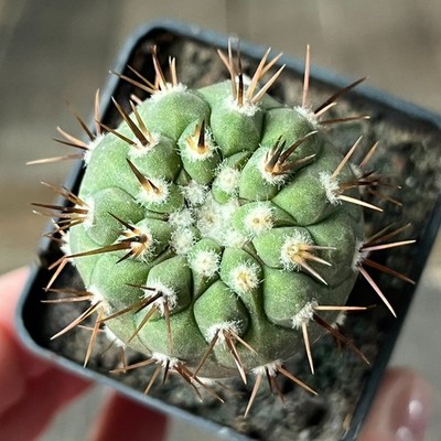 A3-1095 Copiapoa columna-alba, Tigrillo, grafted