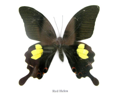 20 papillons exotiques réel - une beauté unique - taxidermie