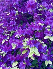 Omurasaki Purple Azaleas 7 Cuttings for Propogation 6-8 Inches Beautiful