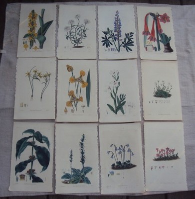 William Curtis  Antique Engraving 12 Botanical Prints w Text Pages 1829 - 1830 F