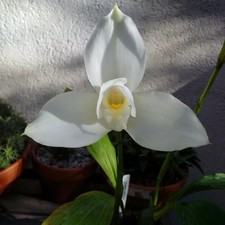 Lycaste virginalis - fabulous white form of legendary cool growing orchid