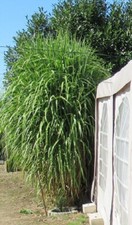 XXL Tarcza Gigantyczna trzcina chińska Miscanthu giganteus Wiatrochron Prywatność