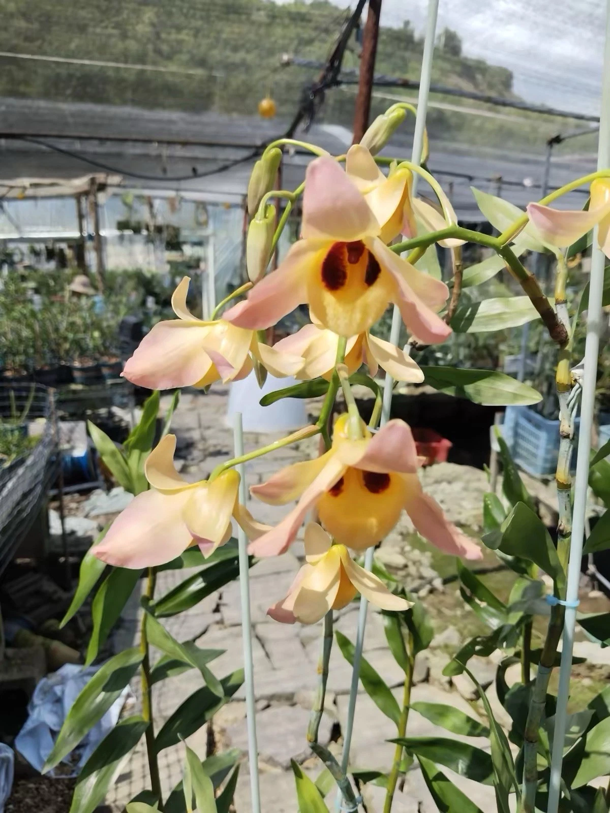 Myanmar Dendrobium moschatum Rare Species Orchid Blooming Size Seed Grown Plant
Opens in a new windo