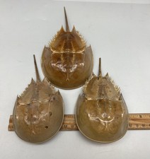 Damaged* 1PC Dried Molted Horseshoe Crab Shells - 5" to 6" - Natural Decor Art