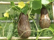 Cucumis sativus sikkimensis Sikkim Rusty  Cucumber, Very Rare - 10 Sementes