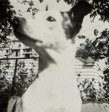 B1940s Beloved Terrier Dog Portrait Sunlight Trees Artistic Angle