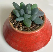 Seaglass Succulent Mcm Orange Planter Gift Idea Forever Plant Natural Seaglass