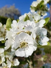 Callery Pear, Pyrus Calleryana, Bradford Pear - 20 Seeds 2025 - USA