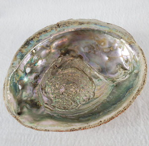 Abalone Sea Shell Natural Large Iridescent Pearlized Opalescent Shell Beach 8"