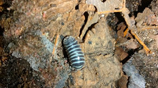 Zebra Isopods