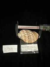 Harpa Articularis 89.8mm Philippines 2018 (S794)