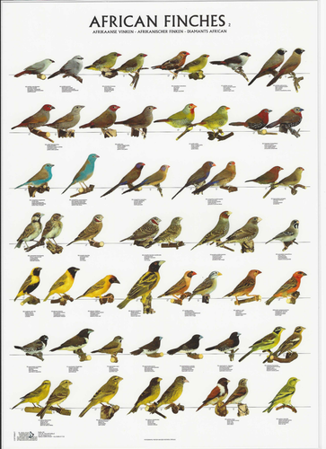Large VAN KEULEN Laminated Full Color Poster of your Choice ( 26.5 x 38.5 Inch ) - Picture 7 of 16